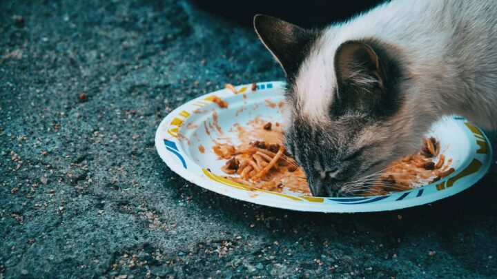 Can Cats Eat Tomato Sauce? 