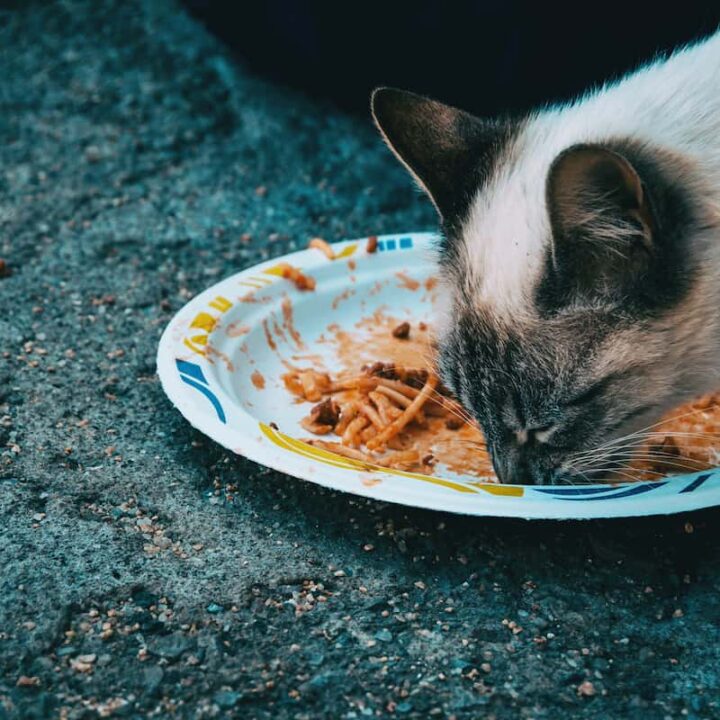 Can Cats Eat Tomato Sauce Everything You Should Know!