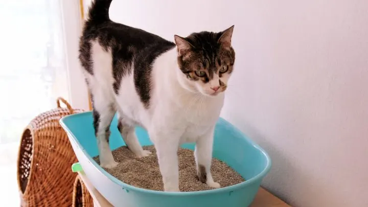 Cheap Alternatives To Cat Litter – A Complete Guide!