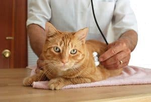 Common Tabby Cat Health Problem