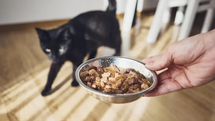 Do Antibiotics Increase Appetite In Cats &ndash; Side Effects & Facts