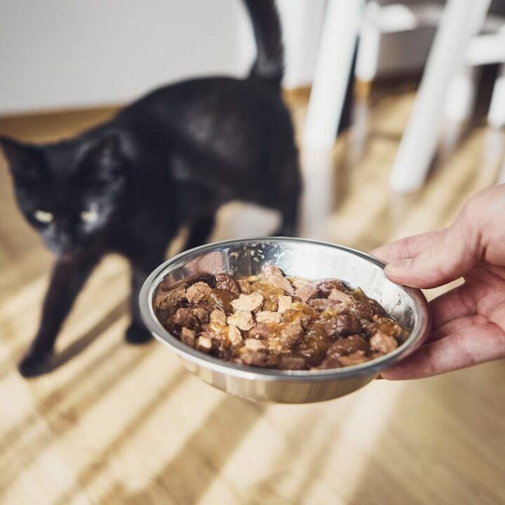 Do Antibiotics Increase Appetite In Cats Side Effects & Facts