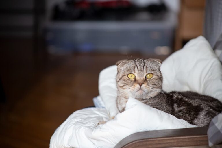 Do Apartments Allow Cats Policies Pet Fees Other Facts FAQcats