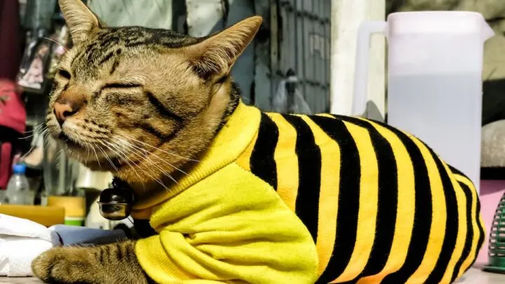 Do Baby Clothes Fit Cats &ndash; Size Chart & Selection Guide
