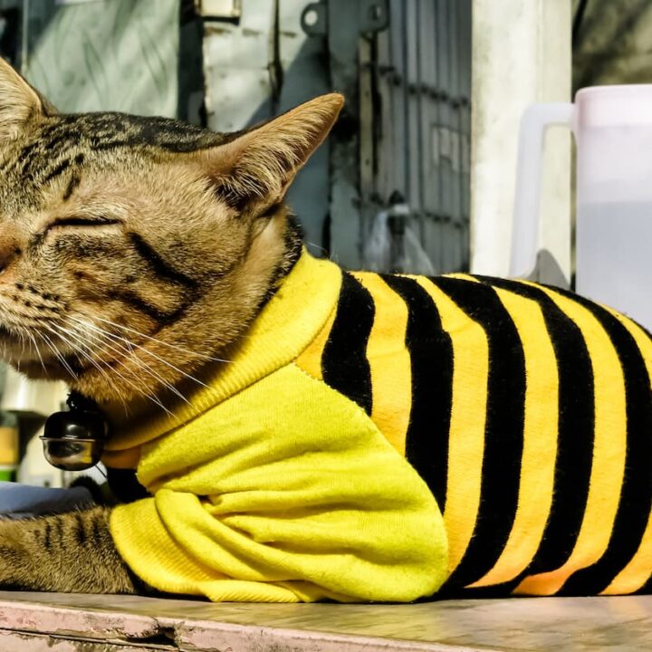 Do Baby Clothes Fit Cats Size Chart & Selection Guide