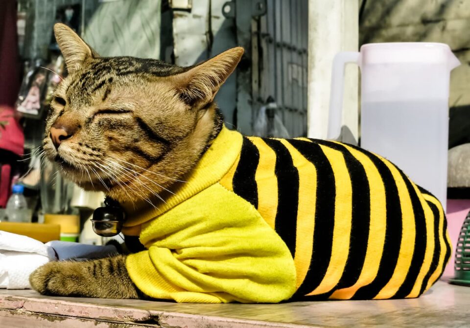 Do Baby Clothes Fit Cats Size Chart & Selection Guide