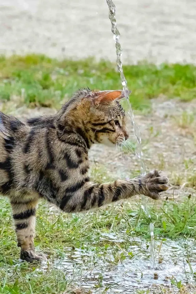 bengal cat breed playing in water
