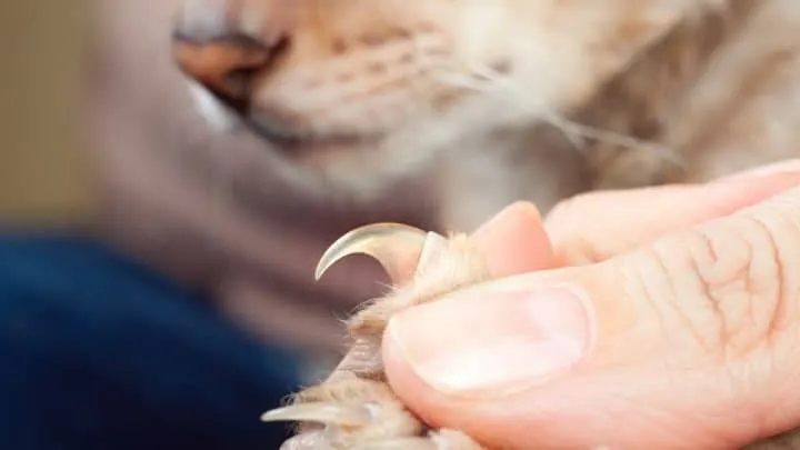 Do Cat Claws Contain Poison &ndash; What You Should Know!