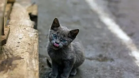 Do Cats Abandon Their Kittens If You Touch Them