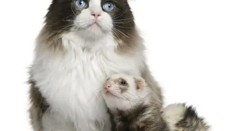 Do Cats And Ferrets Get Along &ndash; Managing Behaviors Together