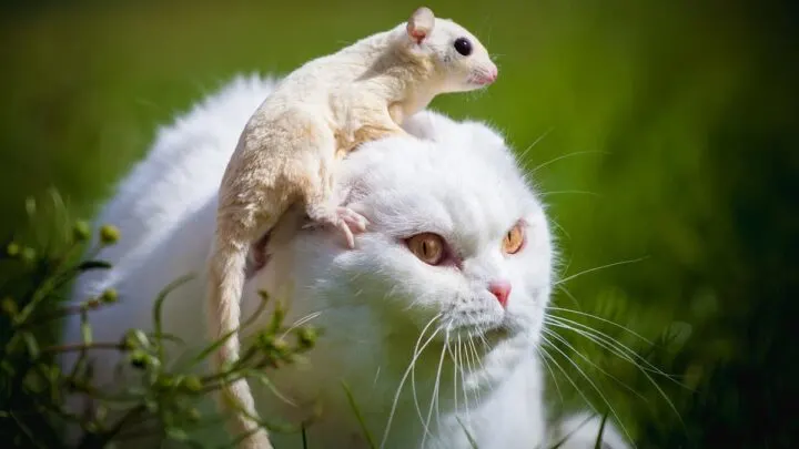 Do Cats Attack Possums &ndash; Can They Coexist?