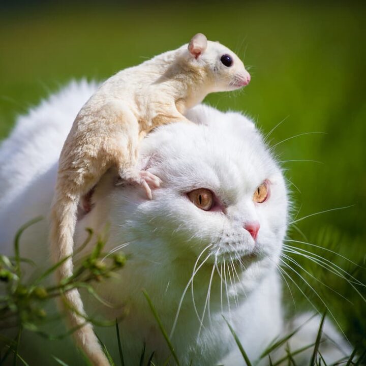 Do Cats Attack Possums Can They Coexist?