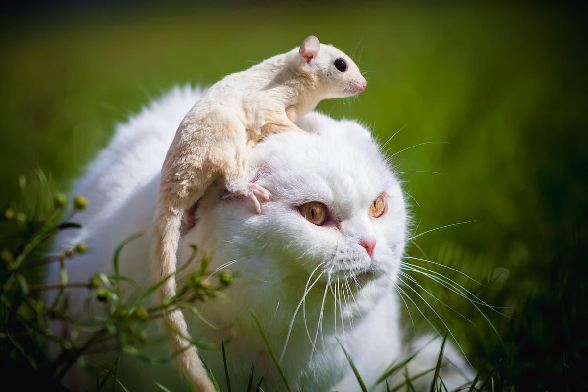 do-cats-attack-possums-can-they-coexist-faqcats