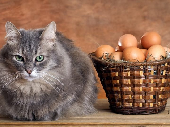eggs for cat