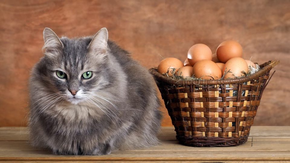 Do Cats Come From Eggs Fact Or Myth?