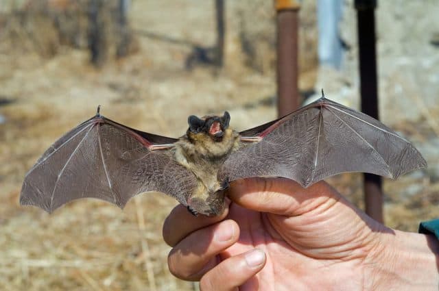 Do Cats Eat Bats Facts Things To Consider FAQcats