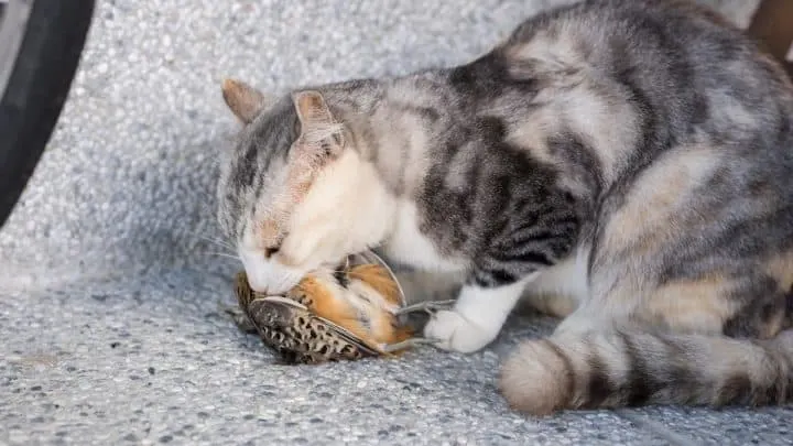 Do Cats Eat Birds &ndash; Is It Safe & What To Know!