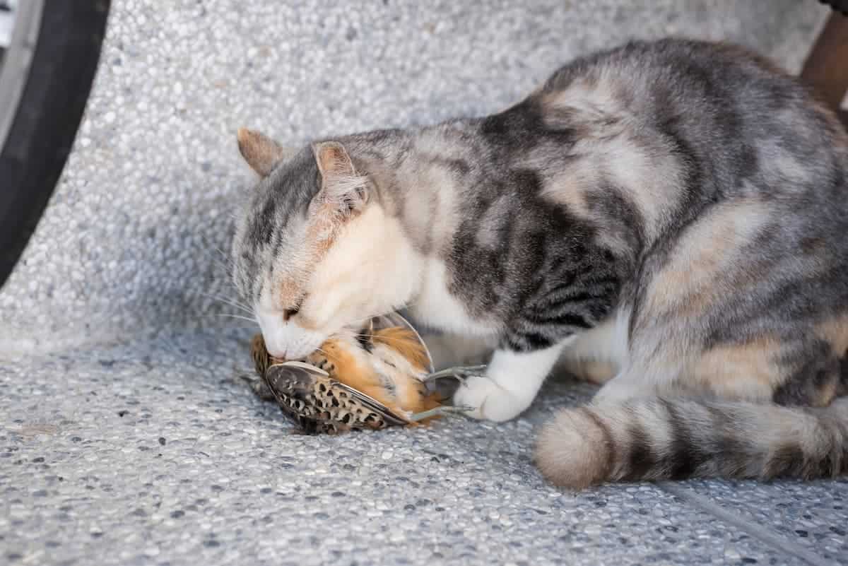 Do cats stop outlet eating when full