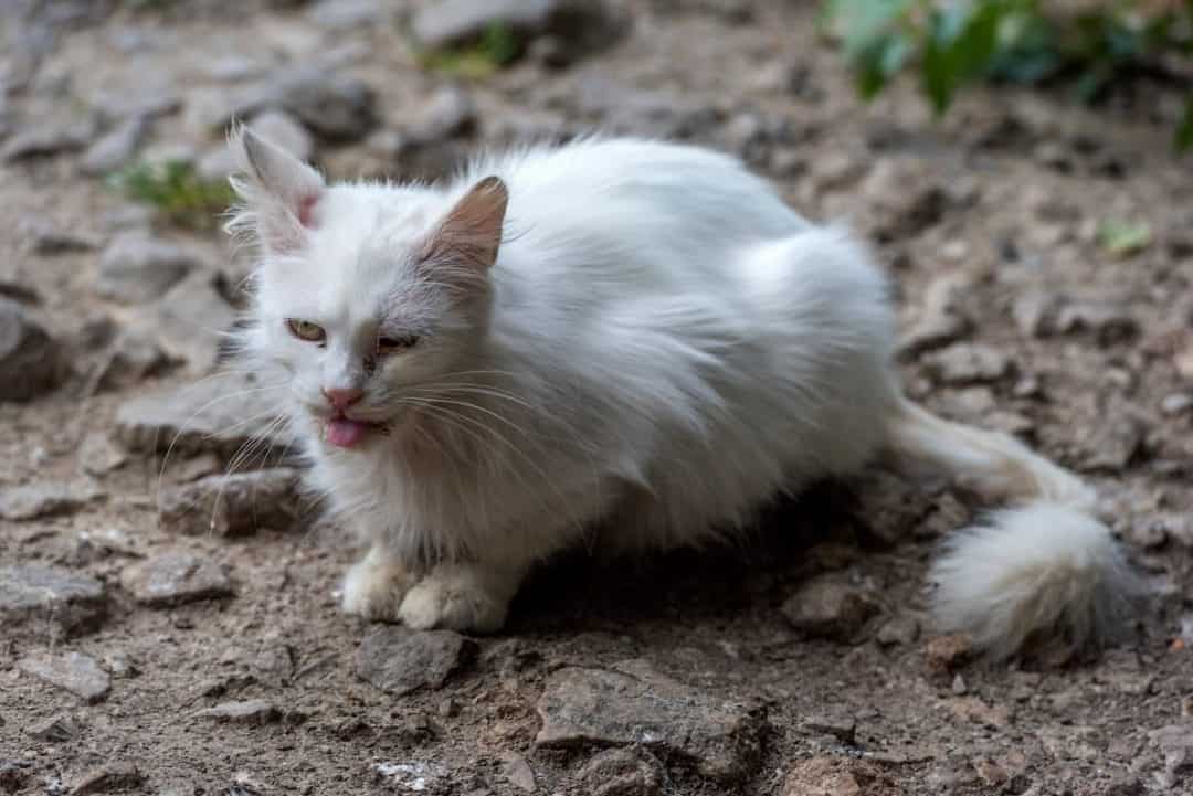do-cats-eat-bugs-things-to-consider-faqcats