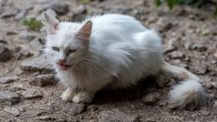 Do Cats Eat Bugs &ndash; Things To Consider!