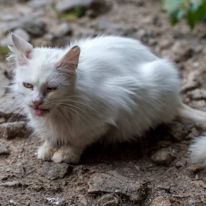 do-cats-eat-bugs-things-to-consider-faqcats