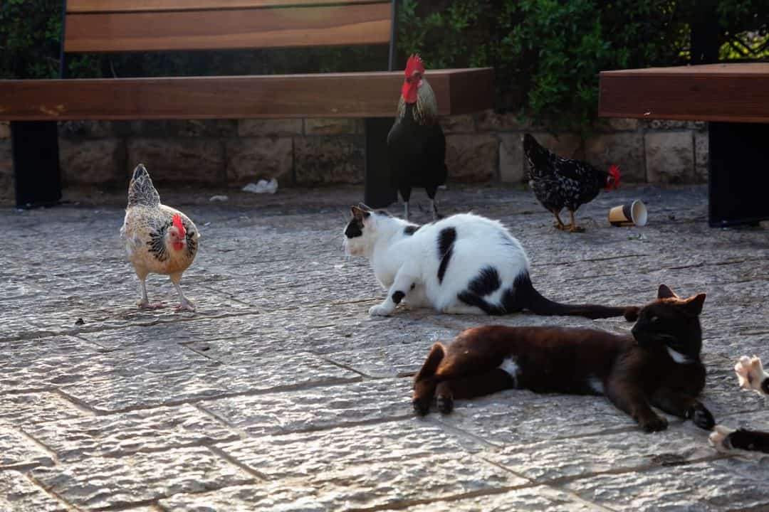 Do Cats Eat Chickens Everything You Should Know!