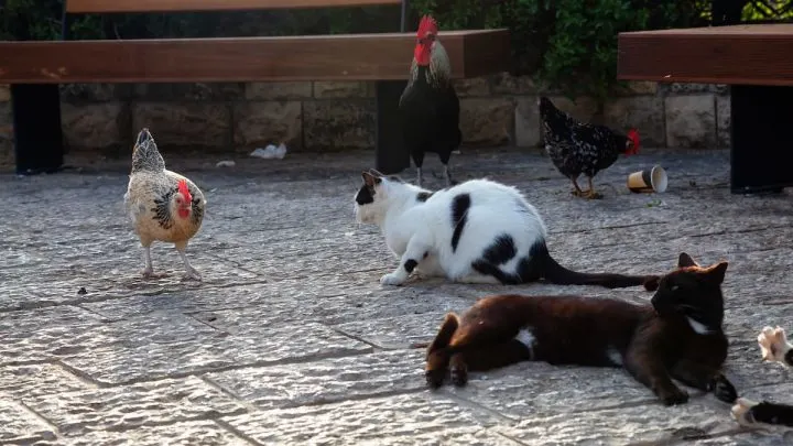 Do Cats Eat Chickens &ndash; Everything You Should Know!