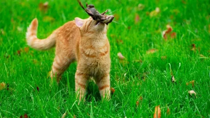 Do Cats Eat Chipmunks &ndash; Unique Facts & Things To Know!