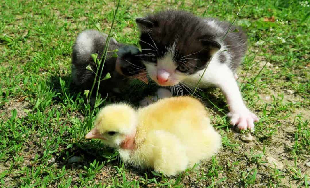 Do Cats Eat Ducks 5 Factors & Safety Concerns!