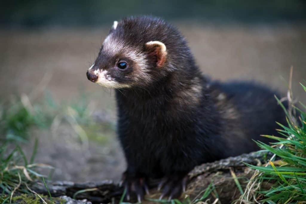 Do Cats Eat Ferrets What You Should Know!