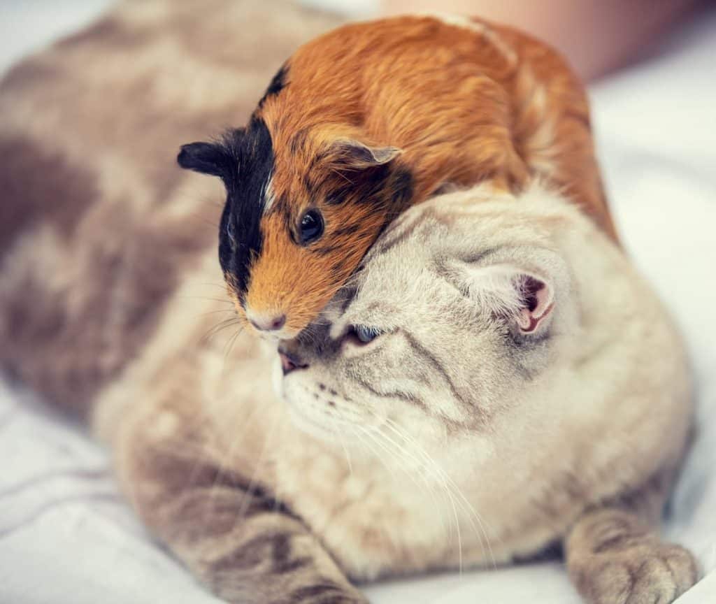 Do Cats Eat Guinea Pigs Everything You Should Know!