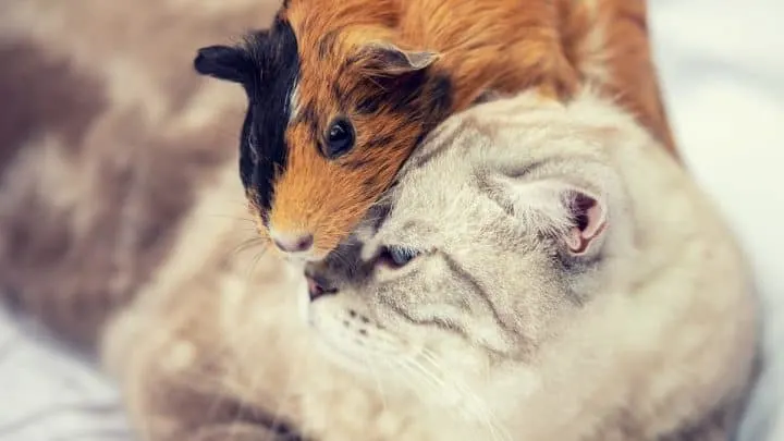 Do Cats Eat Guinea Pigs – Everything You Should Know!