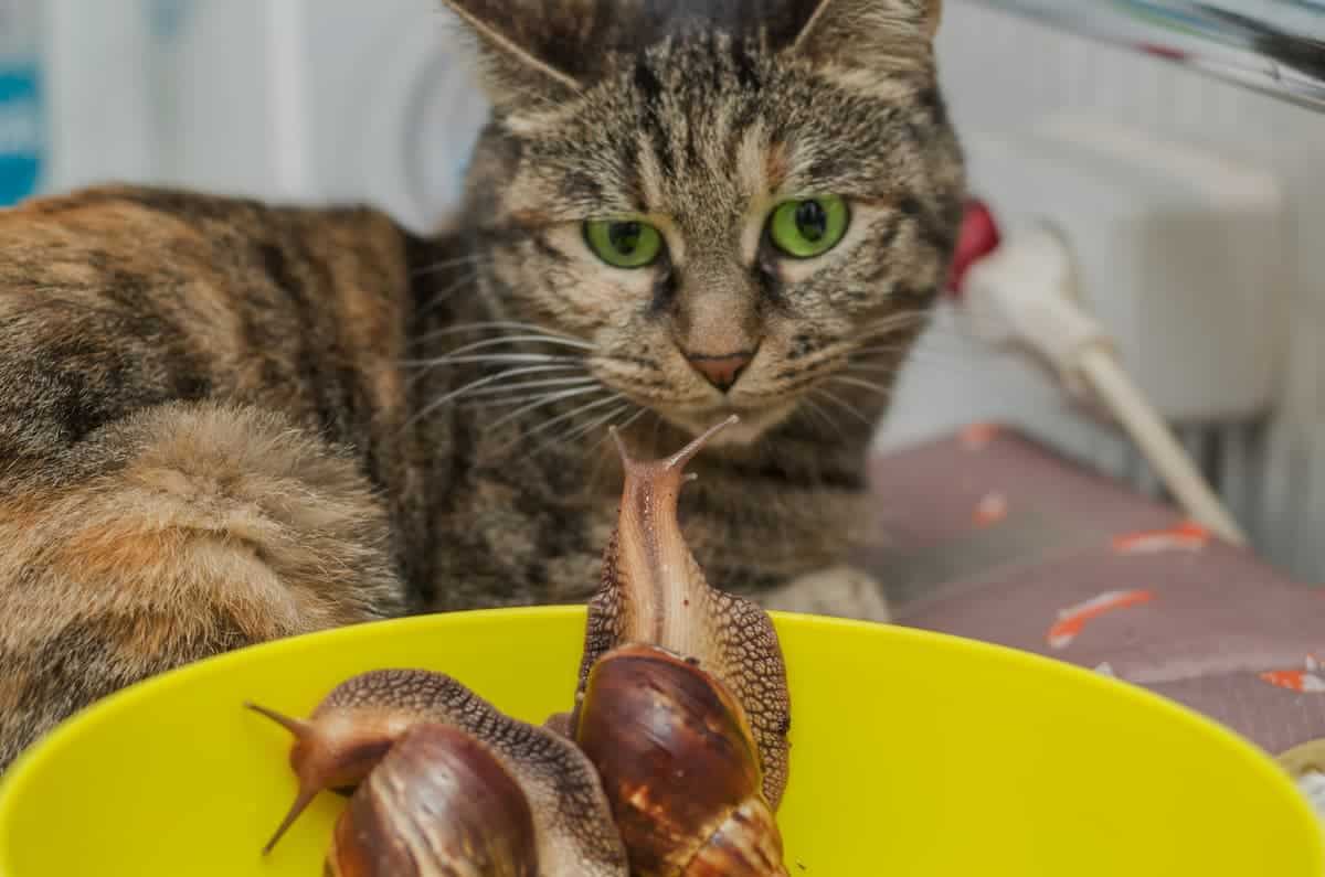 Do Cats Eat Snails The Fascinating Answer