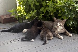 Cat eating shop her kittens