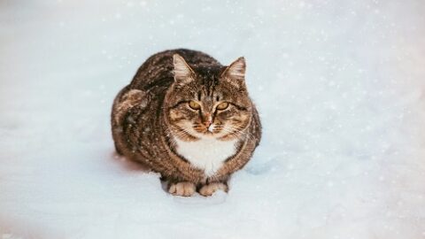 Do Cats Get Cold – Everything You Should Know!