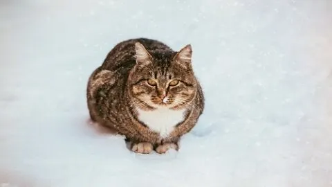 Do Cats Get Cold &ndash; Everything You Should Know!