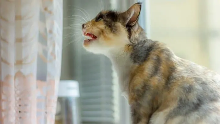 Do Cats Get Lonely &ndash; 7 Signs & Helpful Tips To Know!