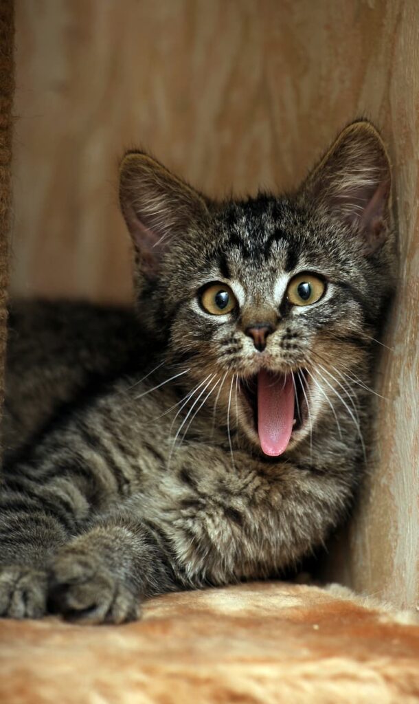 Do Cats Get Tired Of Meowing Understanding Feline Vocal Nature do-cats-get-tired-of-meowing-understanding-feline-vocal-nature
