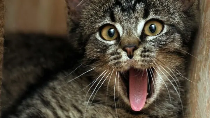 Do Cats Get Tired Of Meowing&nbsp; &ndash; Understanding Feline Vocal Nature!
