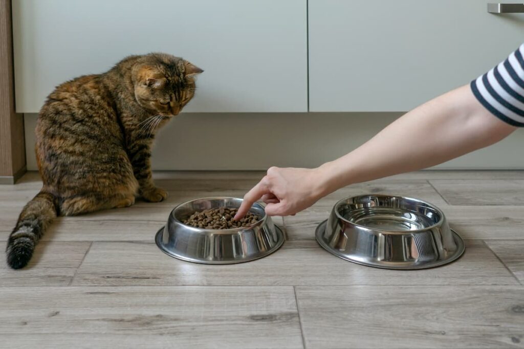 Do Cats Get Tired Of The Same Food What You Should Know
