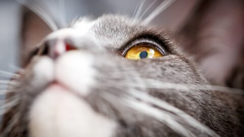 Do Cats Have Eyelashes – Here’s The Facts! – FAQcats
