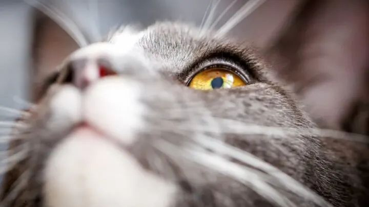 Do Cats Have Eyelashes &ndash; Here&rsquo;s The Facts!