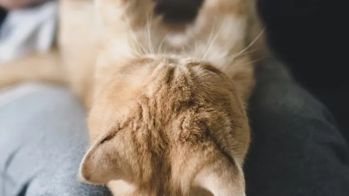 Do Cats Have Knees &ndash; Limbs, Legs & Other Fun Facts!