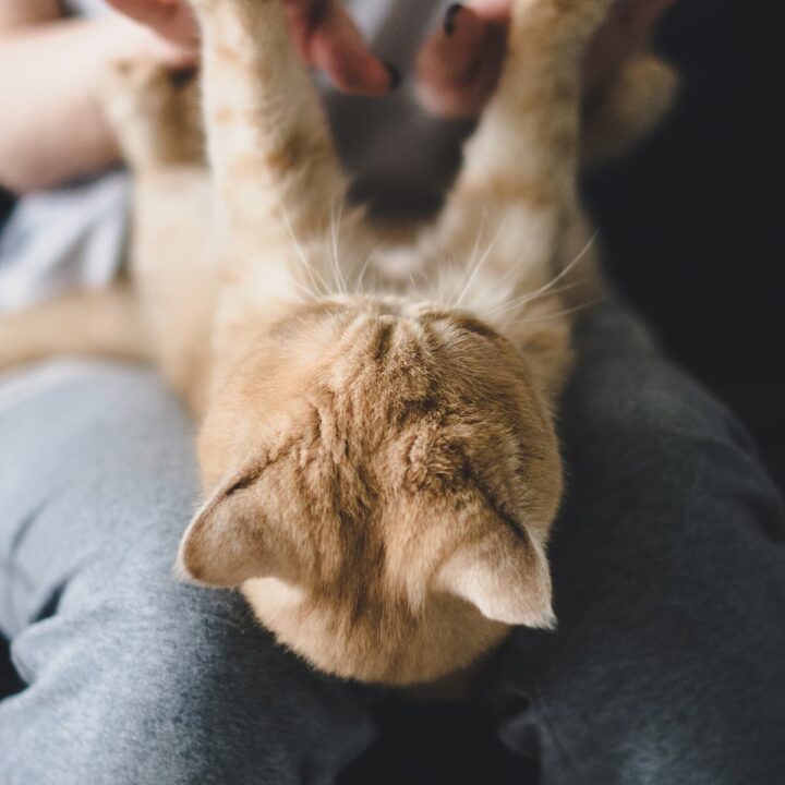 Do Cats Have Knees Limbs, Legs & Other Fun Facts!