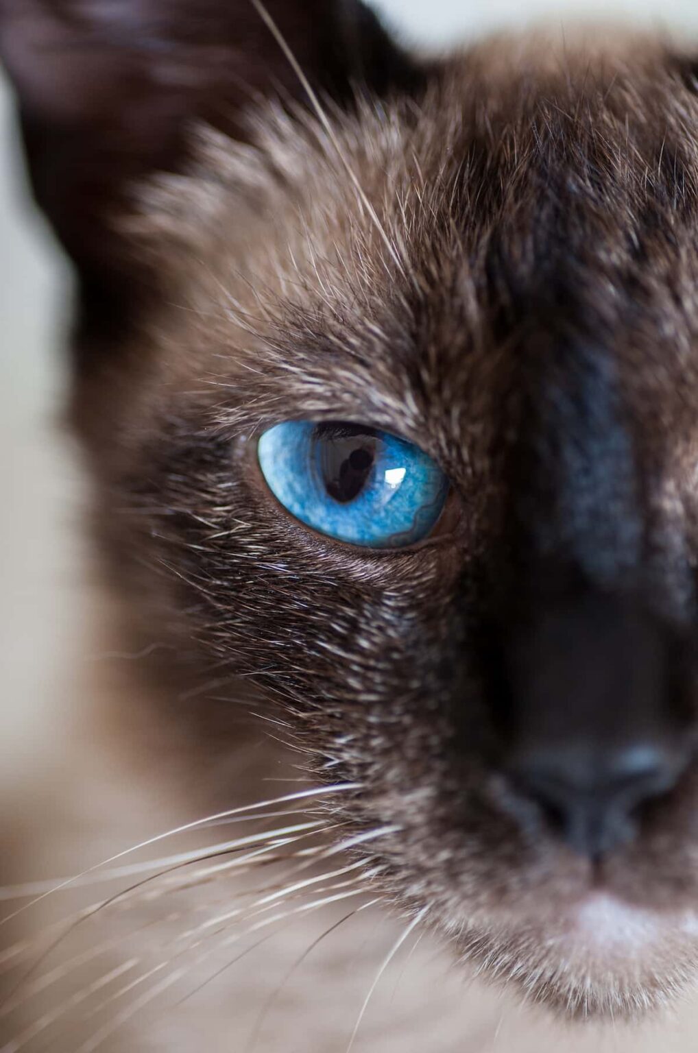 Do Cats Have Souls Beliefs & Considerations