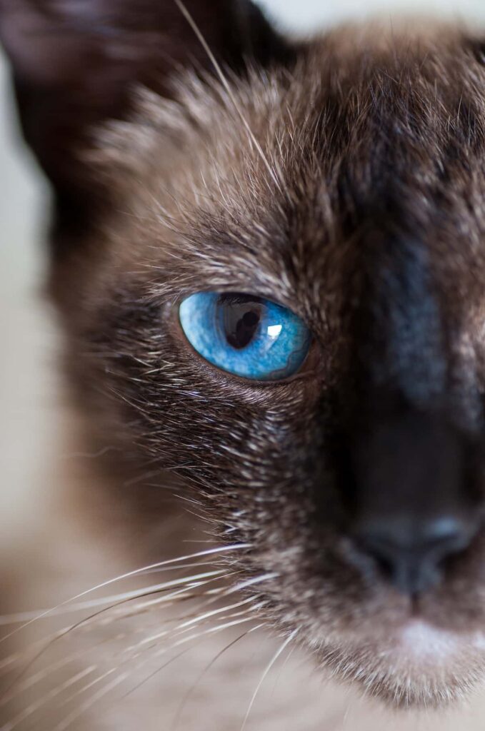 Do Cats Have Souls Beliefs & Considerations