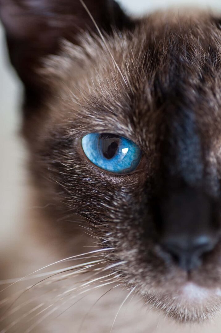 Do Cats Have Souls Beliefs & Considerations