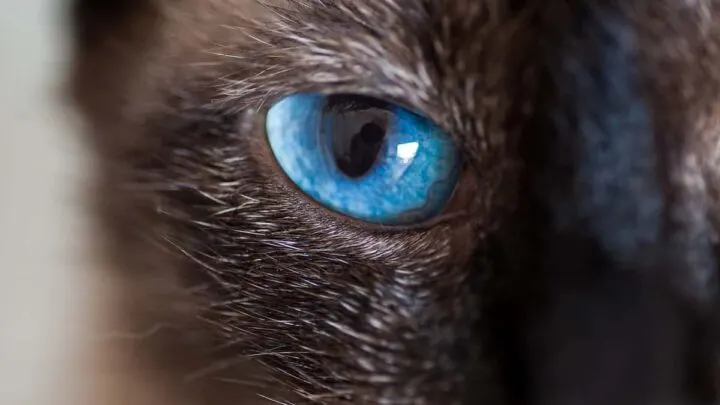 Do Cats Have Souls &ndash; Beliefs & Considerations