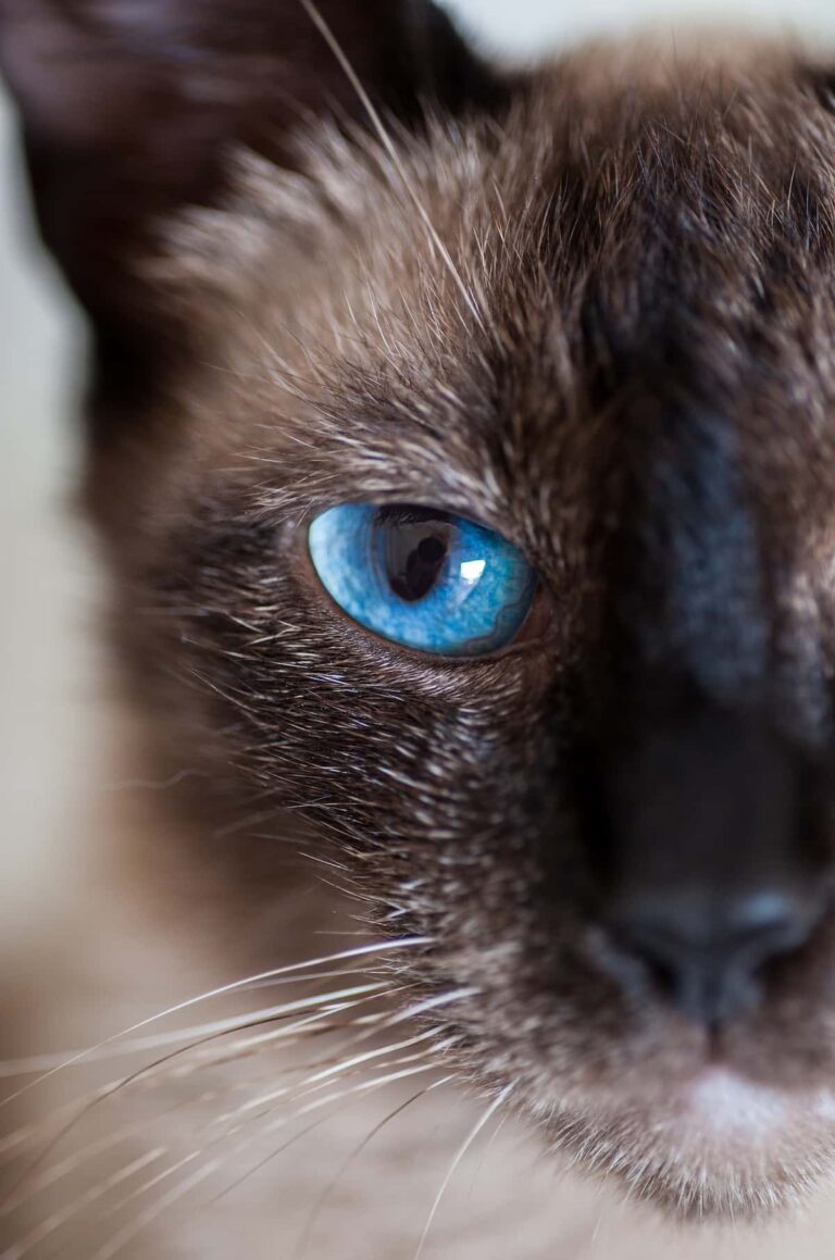 Do Cats Have Souls Beliefs & Considerations