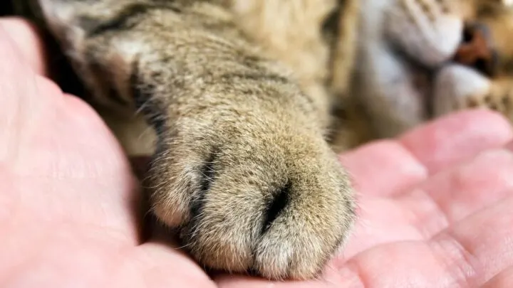 Do Cats Have Whiskers On Their Legs &ndash; Here&rsquo;s The Answer!